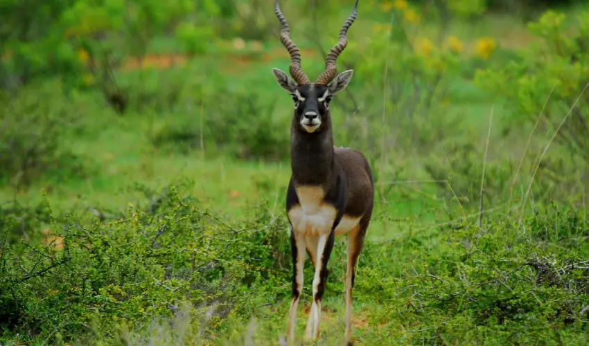 Jeep Safari at Black Buck Reserve Jaipur